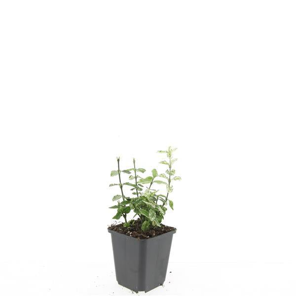 48x Euonymus fort. 'Harlequin' - ↕10-25cm - Ø9cm