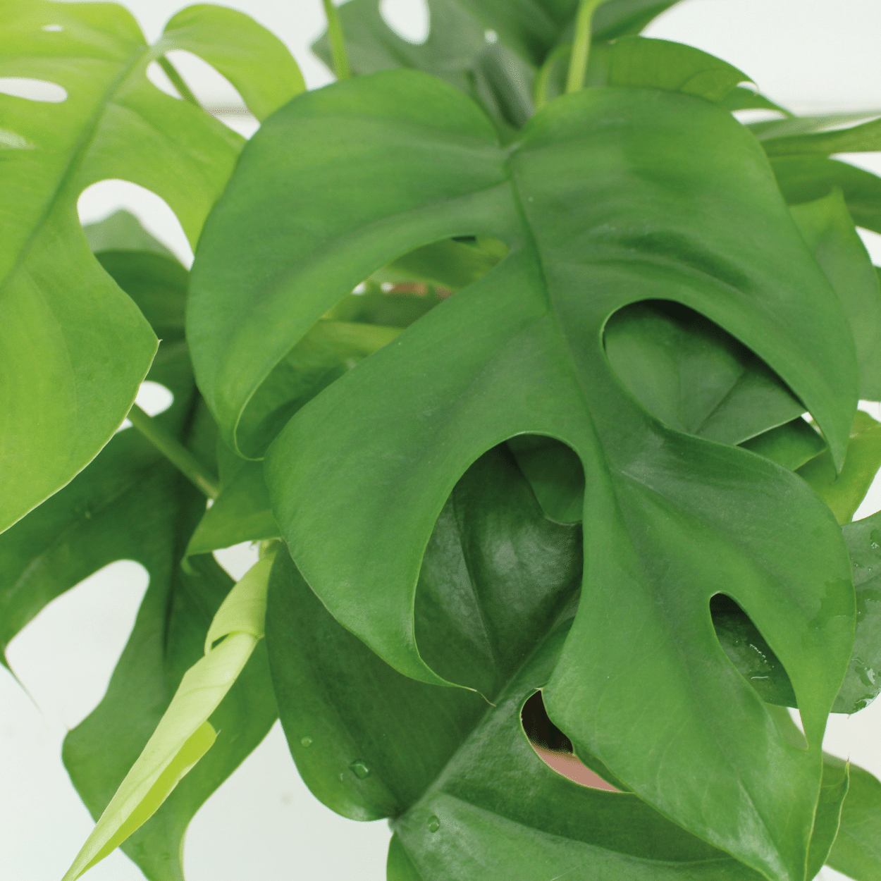 Monstera Minima (Fensterblatt) – 2 Stück – Ø 15 cm – ↕ 30 cm