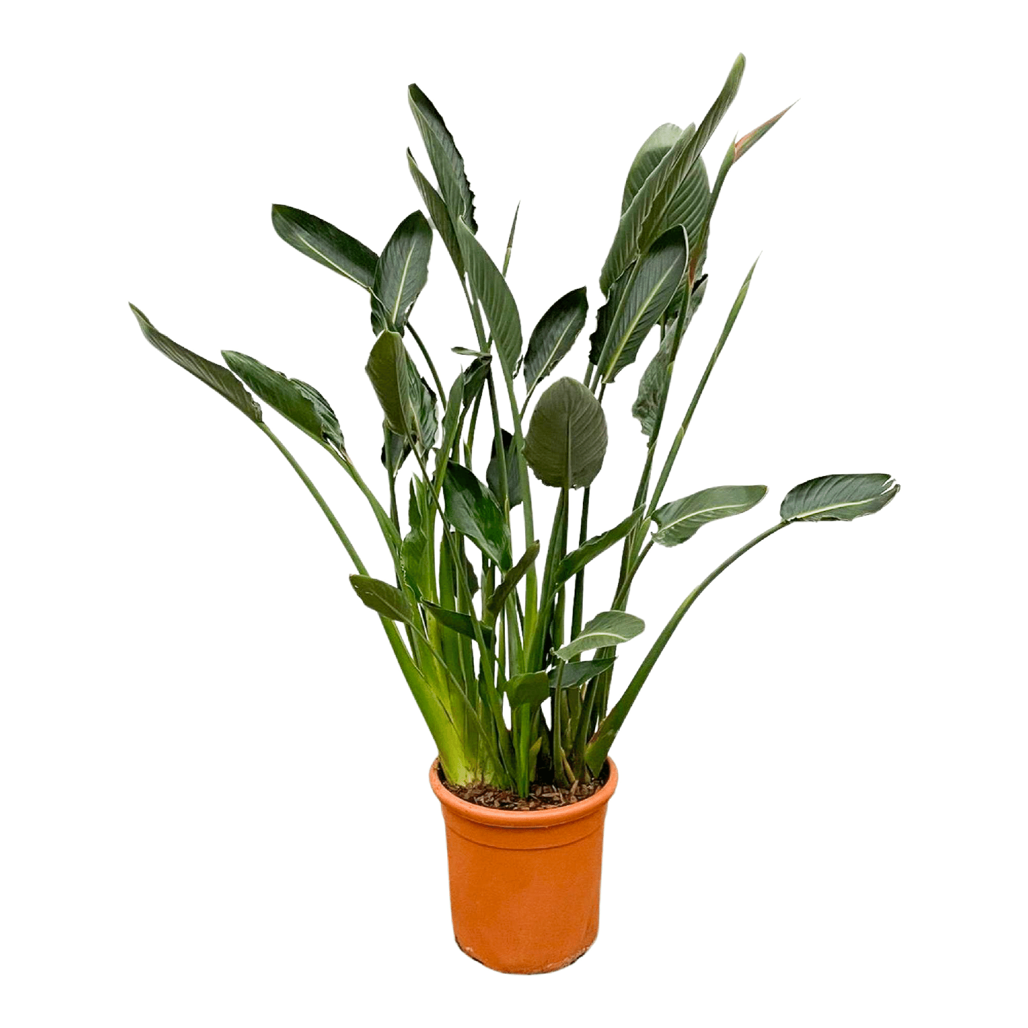 Strelitzia Reginae XL – 160 cm – ⌀30