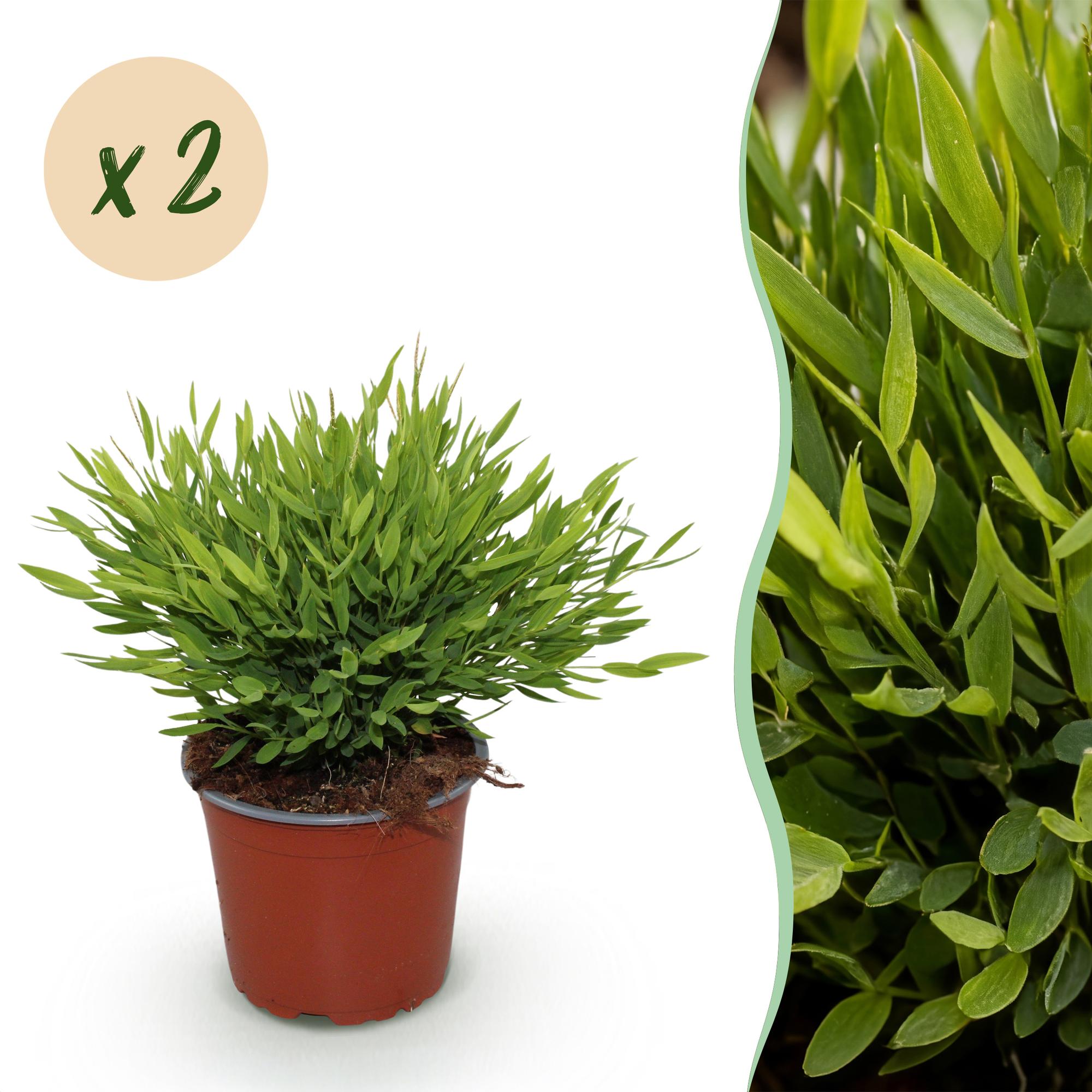 Bamusa Pogonatherum Monica - Kamerbamboe - Huisdiervriendelijk - Groen - 2 Planten - Pot 12cm - Hoogte 30-35cm