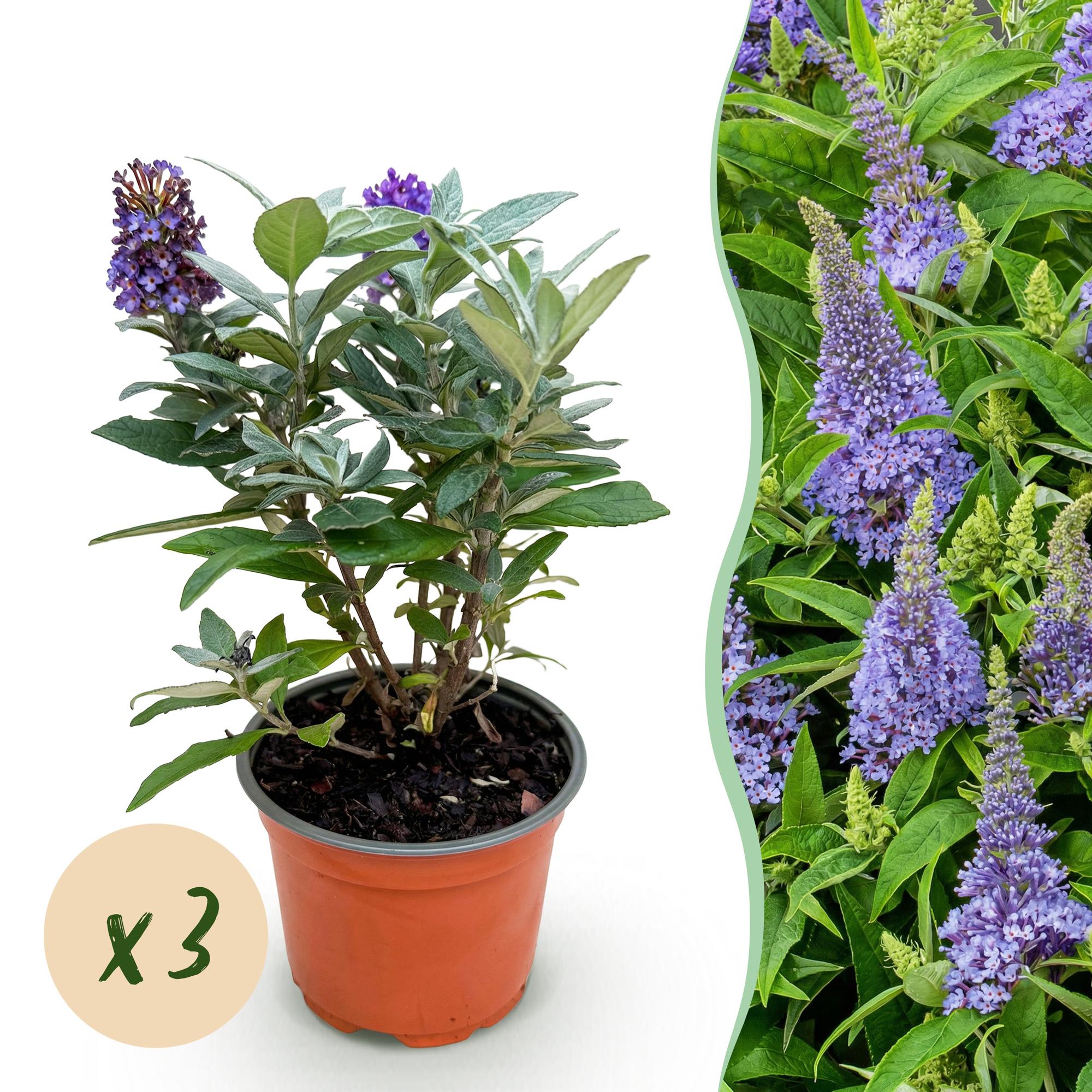 Buddleja davidii Butterfly Candy Little Lila - Vlinderstruik - Compact - Lila - 3 Planten - Pot 12cm - Hoogte 20-25cm