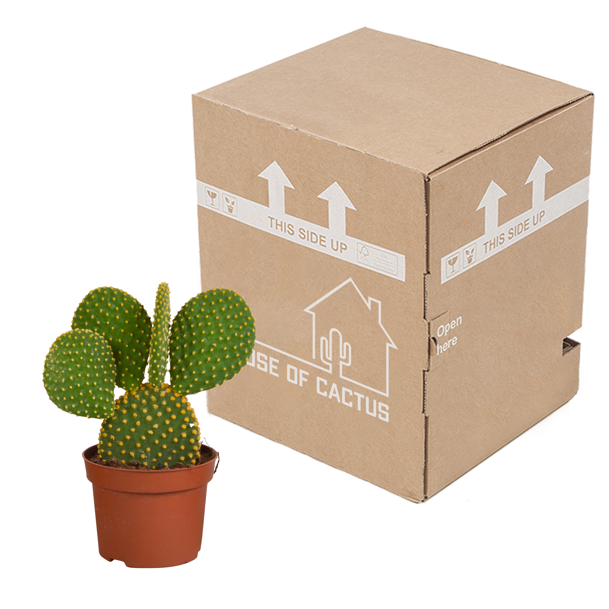 Opuntia microdasys - 12cm - without pot