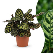 Calathea Makoyana - Pauwenplant - Pot 12cm - Hoogte - 25cm