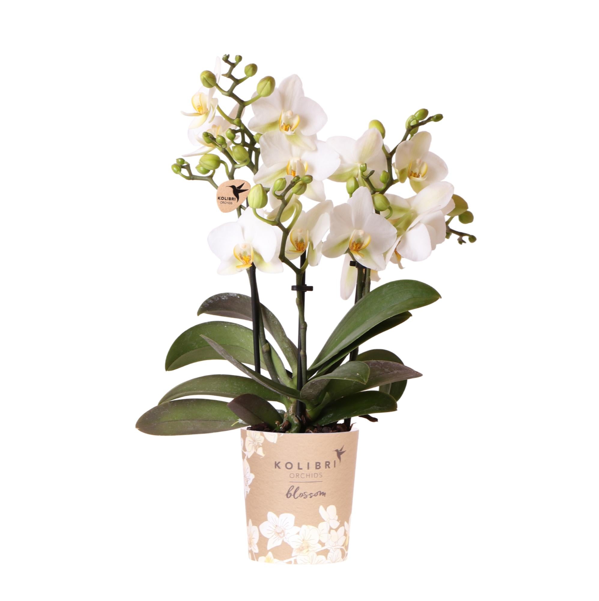 Kolibri Orchideen | Weiße Phalaenopsis-Orchidee, Topfgröße Ø 9 cm | Lausanne | Blühende Zimmerpflanze – frisch vom Züchter