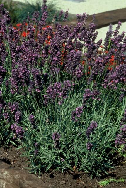 60x Lavandula ang. 'Munstead' - ↕10-25 cm - Ø9 cm