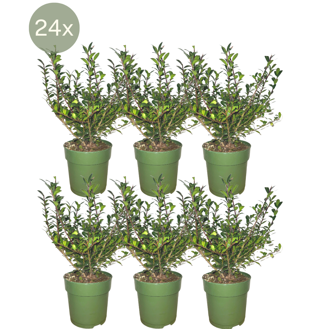 Ilex crenata 'Jenny' ® - Ø12 cm - ↕20 cm
