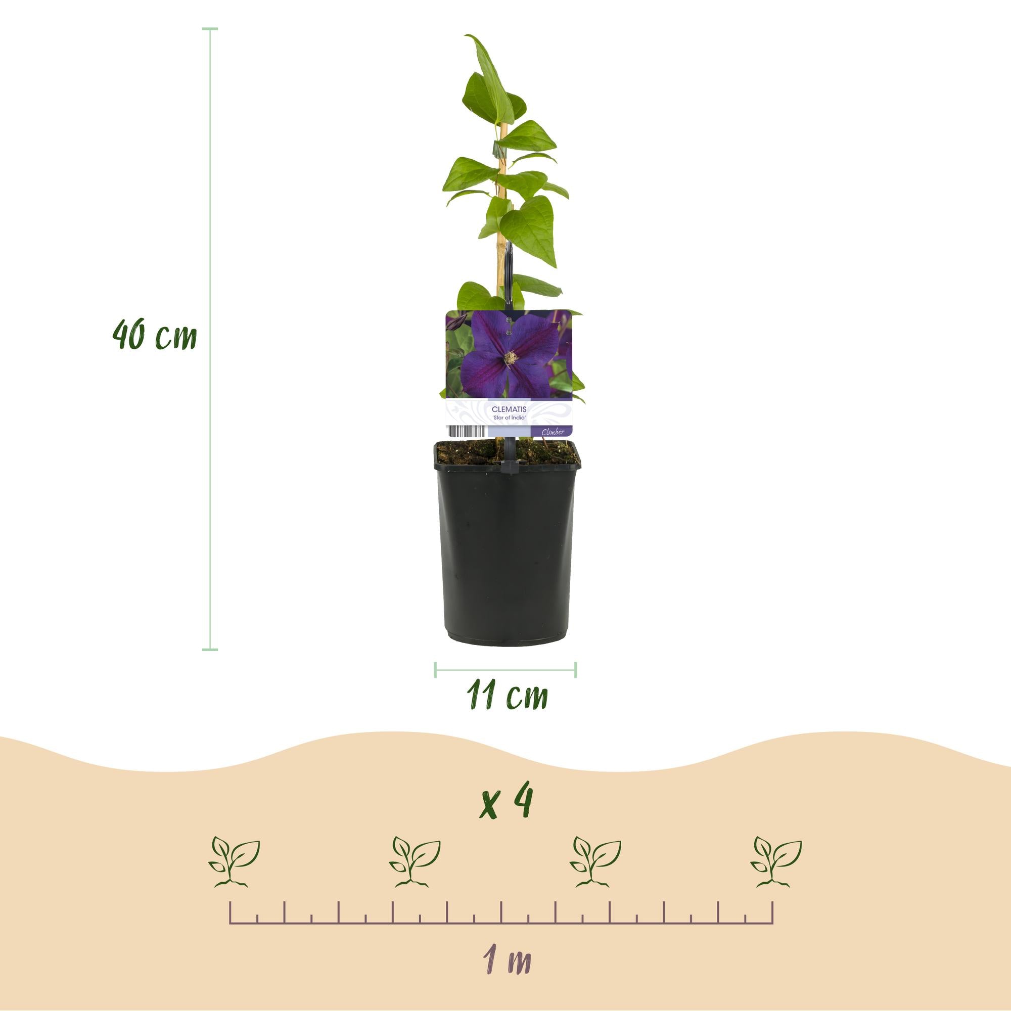 Green boutiQ – Kletterpflanze – Clematis 'Star of India' – Blüte: Rosa – Pflegeleicht – 2 Pflanzen – Topf: 11 cm, Höhe: 40 cm
