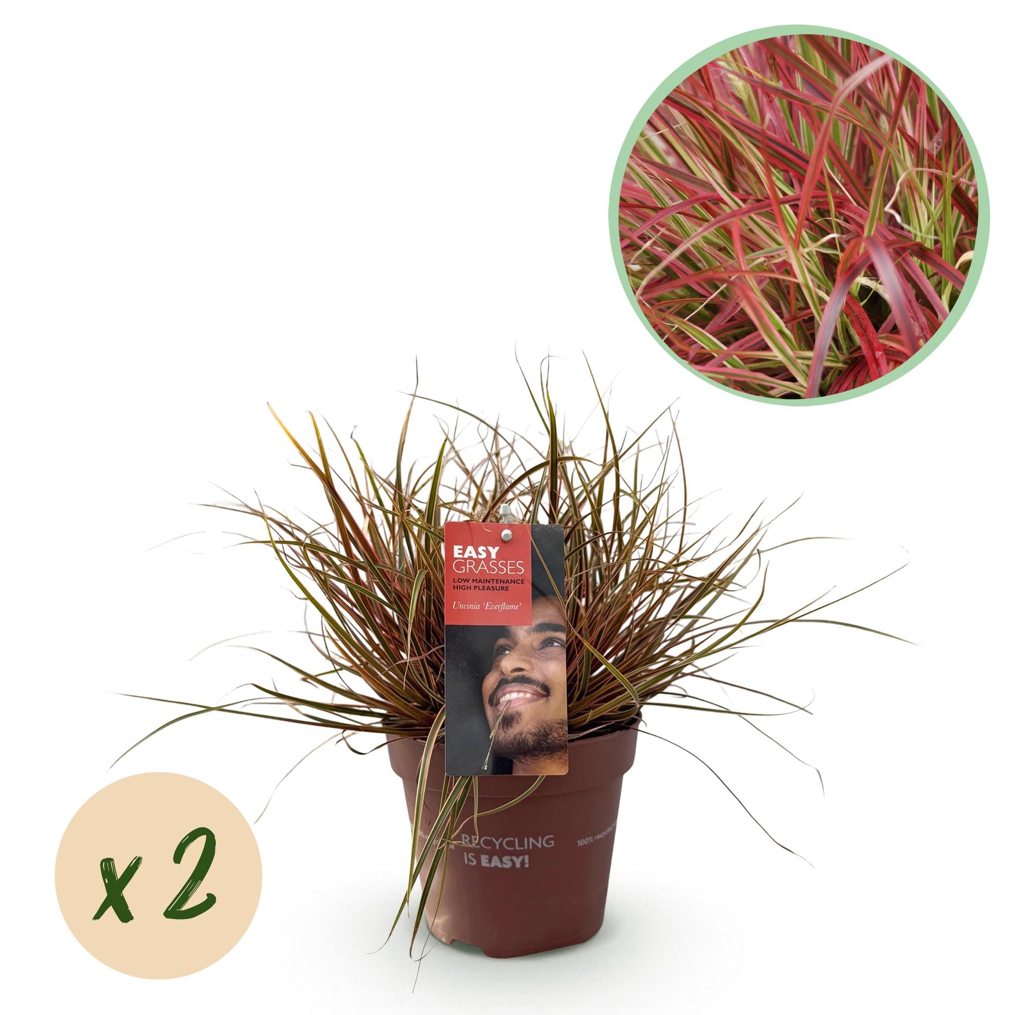 Uncinia rubra Everflame  - Rood - 2 Planten - Bladhoudend - Weinig Onderhoud - Pot 17cm Hoogte 50cm