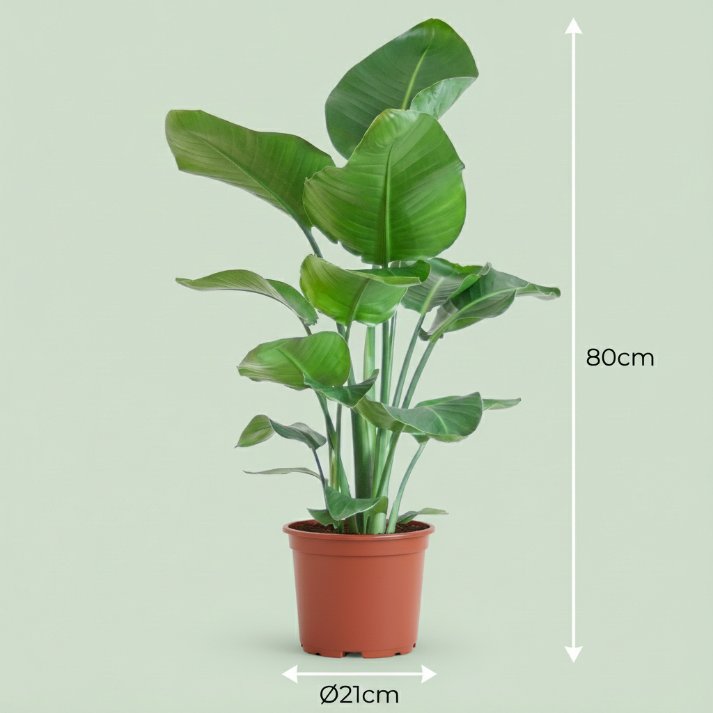 Paradijsvogelplant - Stelitzia Nicolai - Groen - Weinig onderhoud - 1 Plant - Pot 19cm - Hoogte 80 - 90cm
