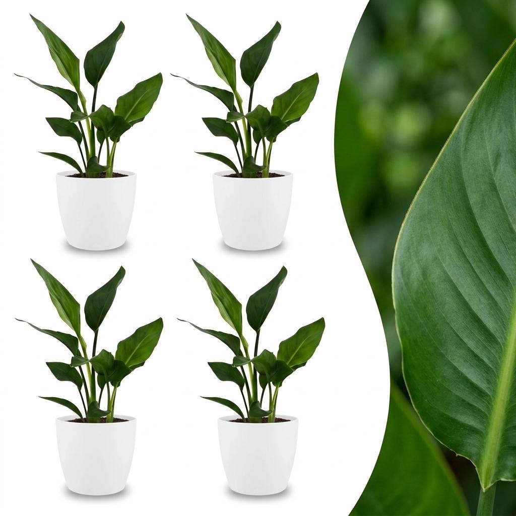 Strelitzia Reginea - Paradijsvogelbloem - 4x - met Potter Wit - Pot 12cm - Hoogte - 35cm