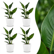 Strelitzia Reginea - Paradijsvogelbloem - 4x - met Potter Wit - Pot 12cm - Hoogte - 35cm