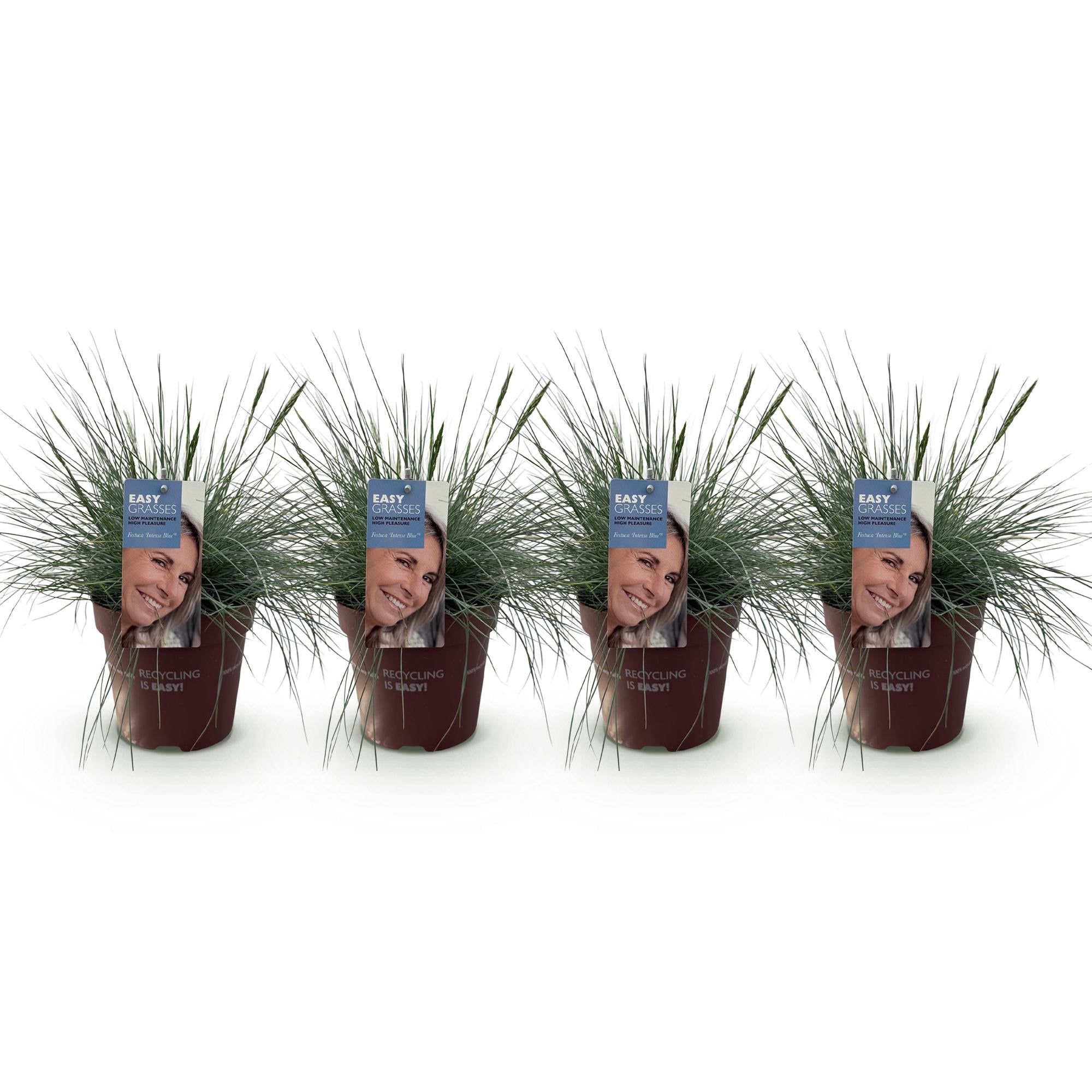 Green boutiQ – Ziergräser – Festuca glauca Intense Blue – Blau – 4 Pflanzen – Immergrün – Pflegeleicht – Topf: 17 cm, Höhe: 50 cm