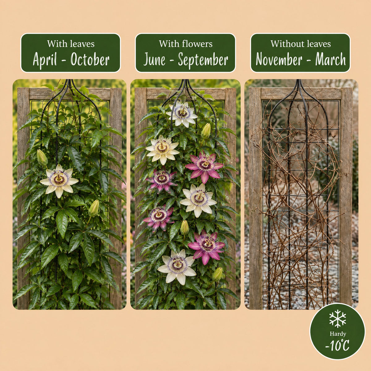 Passiflora Regenboog - Passiflora Rainbow 12x - Wit - Paars - Roze - Paars - Klimplant - Ø9cm - ↕35cm