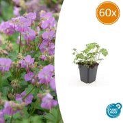 60x Géranium cant. 'Cambridge' - ↕10-25cm - Ø9cm