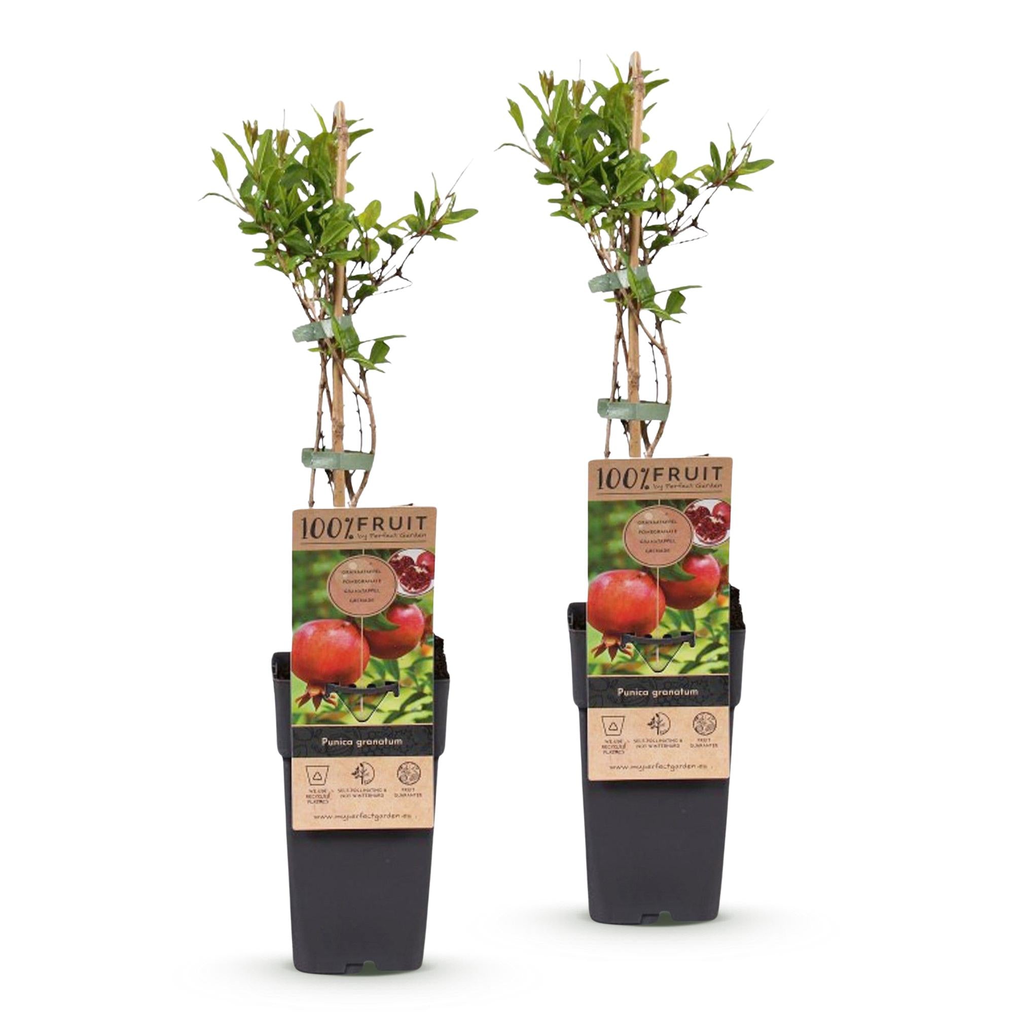 Punica granatum - Granaatappel - Winterhard - Rood-Oranje Vrucht - 2 Planten - Pot 15cm - Hoogte 50cm