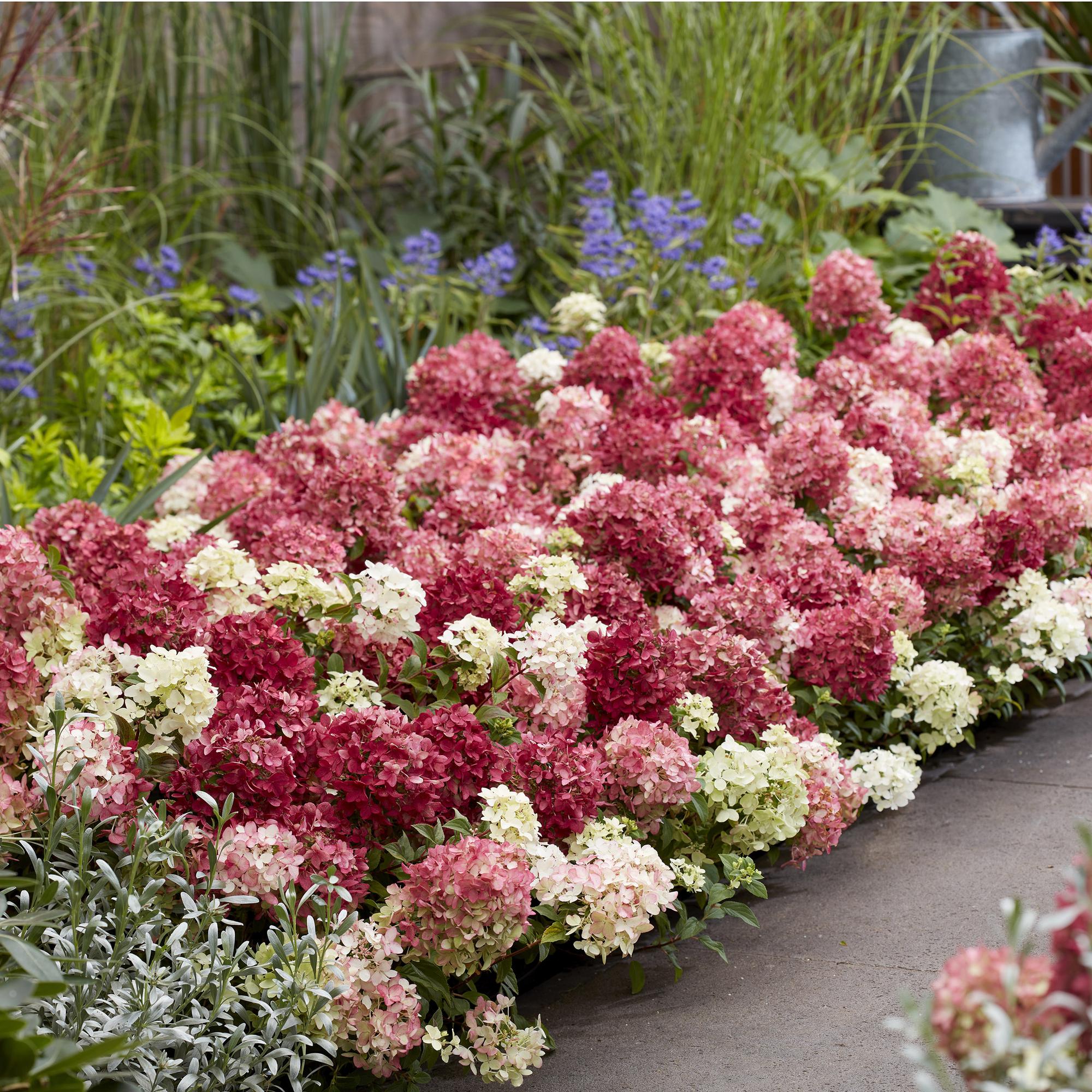 Hydrangea panniculata Groundbreaker Ruby - Pluimhortensia - Winterhard - Rood - 2 Planten - Pot 14cm -Hoogte 20-25cm