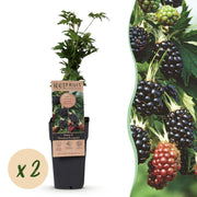 Rubus fruticosus Thornless Evergreen - Bramenplant - Doornloos - Zwarte Braam - 2 Planten - Pot 15cm - Hoogte 50cm
