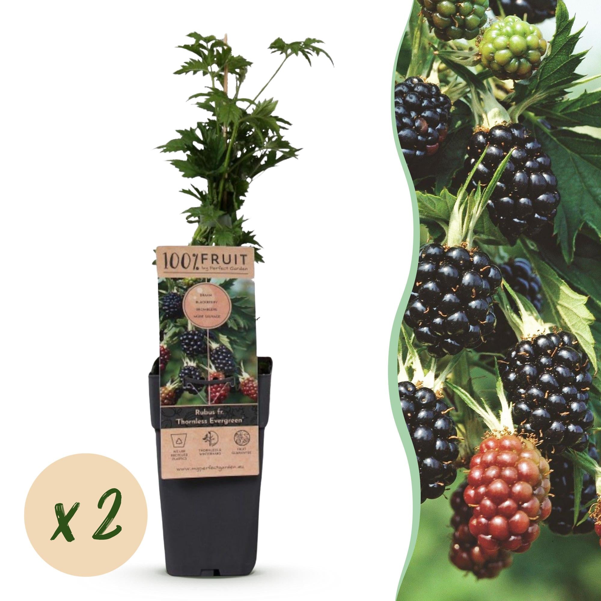Rubus fruticosus Thornless Evergreen - Bramenplant - Doornloos - Zwarte Braam - 2 Planten - Pot 15cm - Hoogte 50cm
