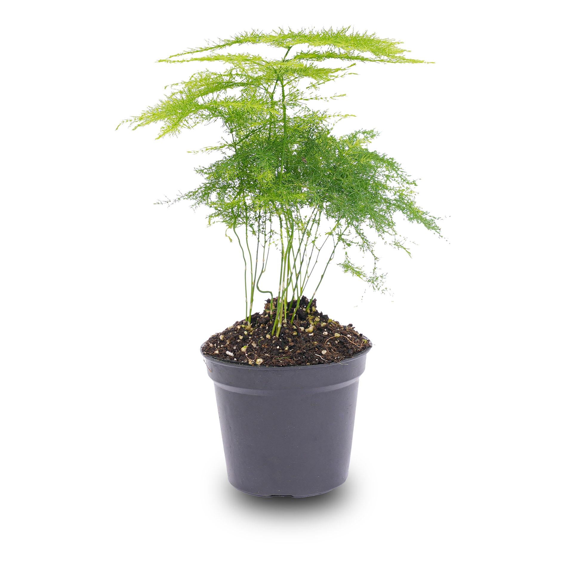 Asparagus Setaceuse Plumosus – Sierasperge - Terrarium plant - Potmaat 6