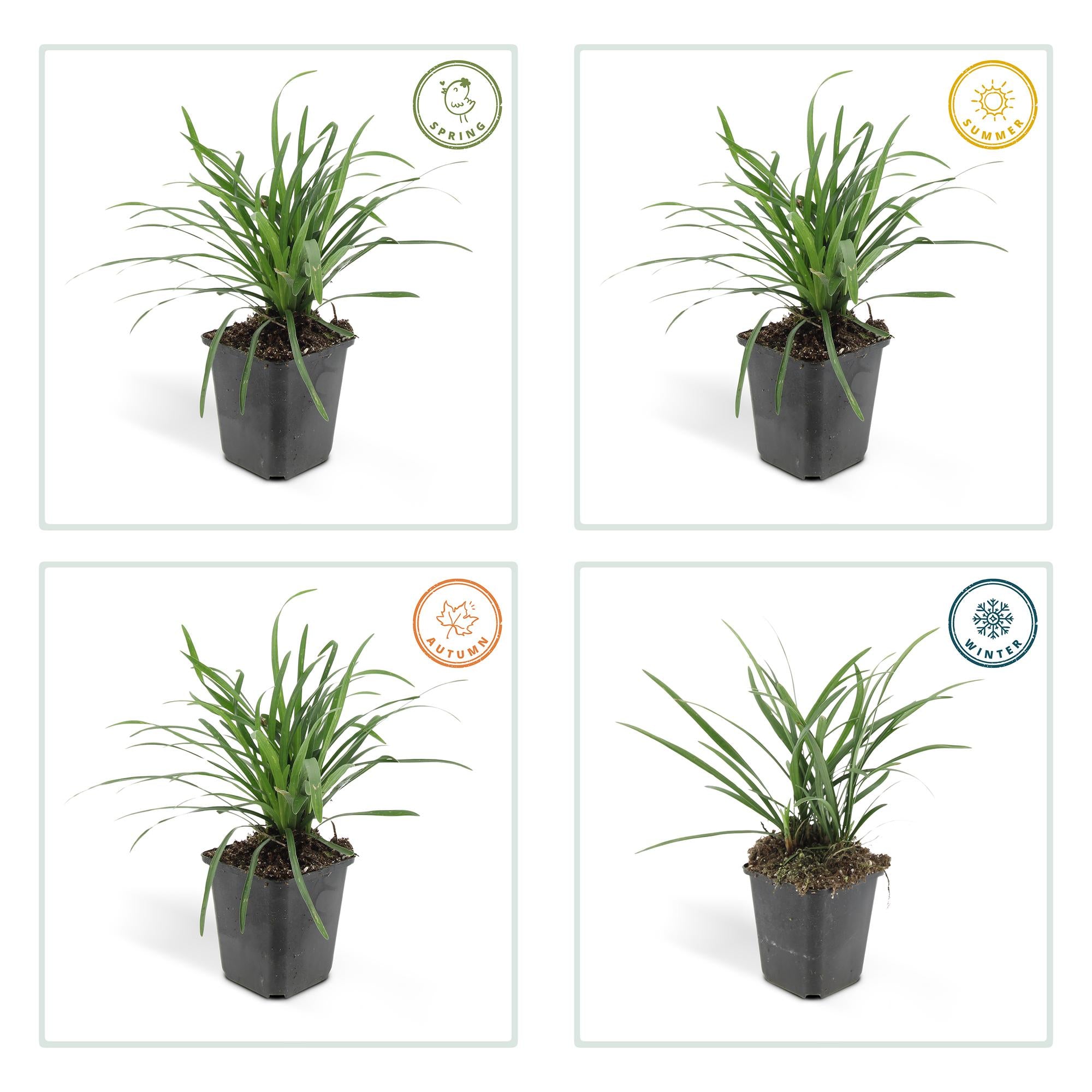 48x Liriope muscari 'Big Blue' - ↕10-25cm - Ø9cm