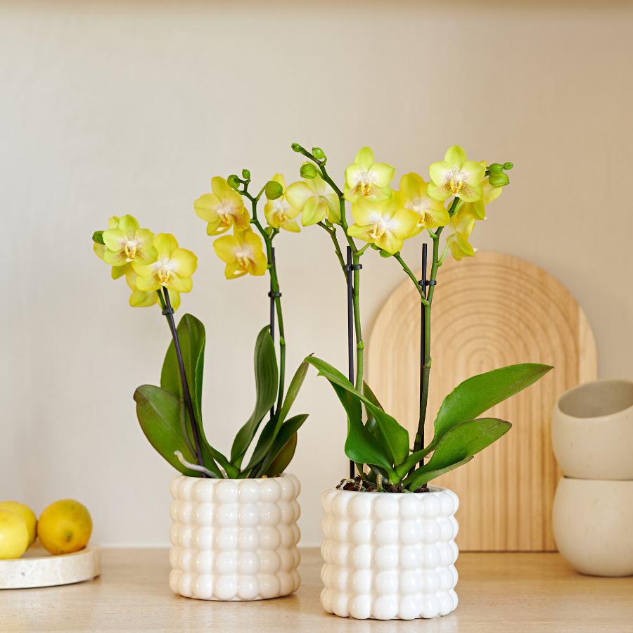 Kolibri Company | Plantenset Poppy White Yellow | Gele Albenga orchidee incl. keramieken sierpotten – potmaat Ø9 cm