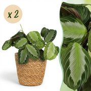 Maranta Fascinator Silverband - Böneväxt - Djurvänlig växt - Grön - 2 växter - med korg - Kruka 12 cm - Höjd 25 cm