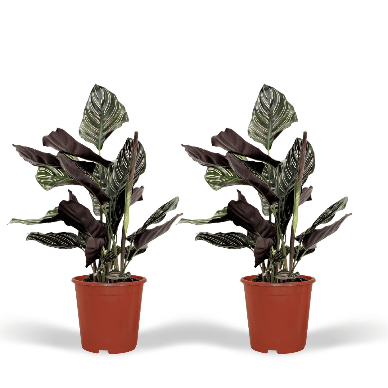 2x Calathea Ornata - Pianta di pavone - 50cm - ø14