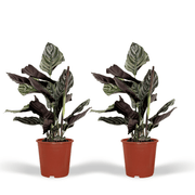 2x Calathea Ornata - Pianta di pavone - 50cm - ø14