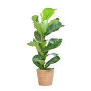 Ficus Lyrata met Mand Sofia naturel - 80cm - Ø21