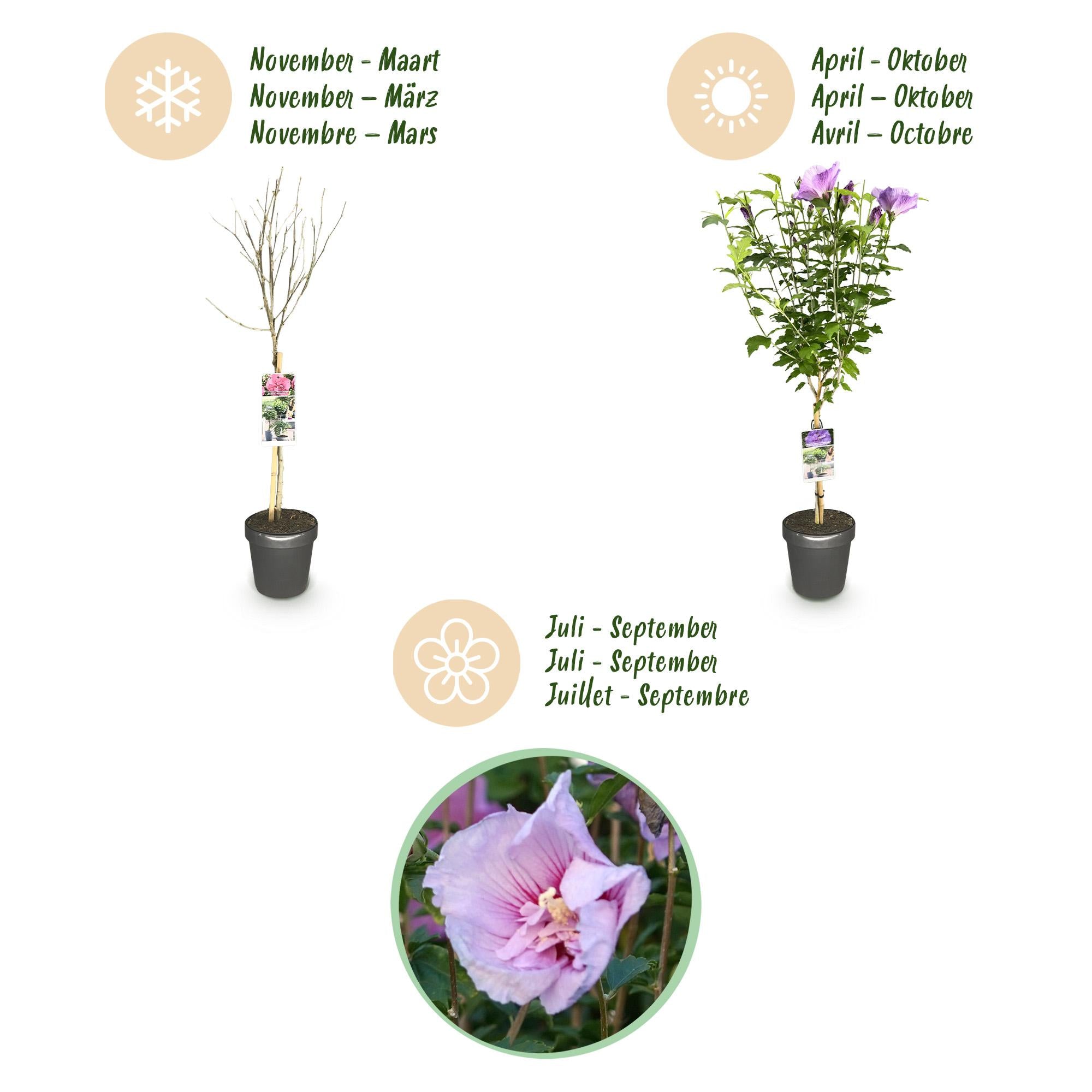 Green boutiQ - Pianta su stelo - Hibiscus syriacus Lavendor Chiffon® - Pianta da patio - Decidua - Resistente all'inverno - Fiore viola - Vaso 19 cm Altezza 90 cm
