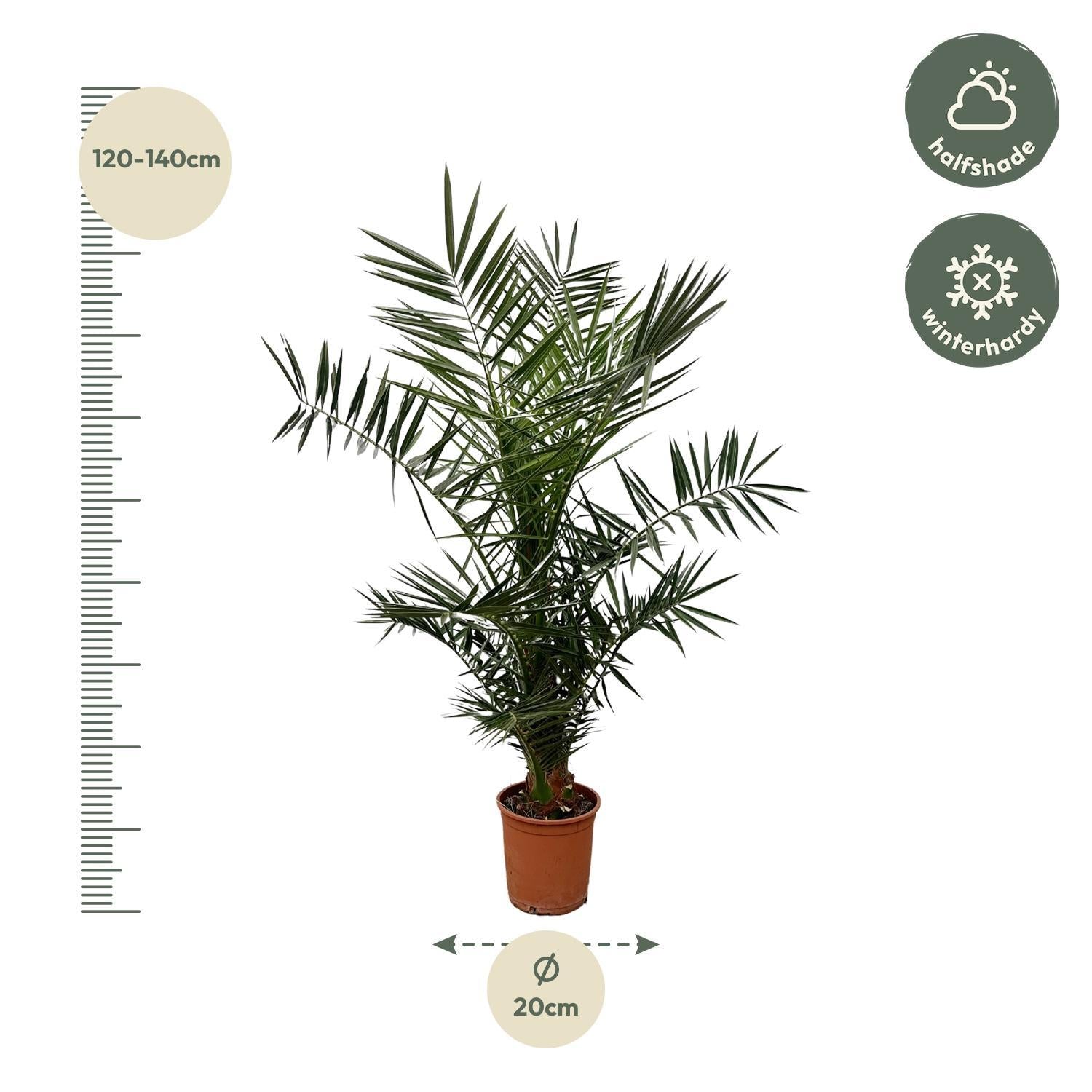 Phoenix Canariensis - 140 cm - Ø21cm