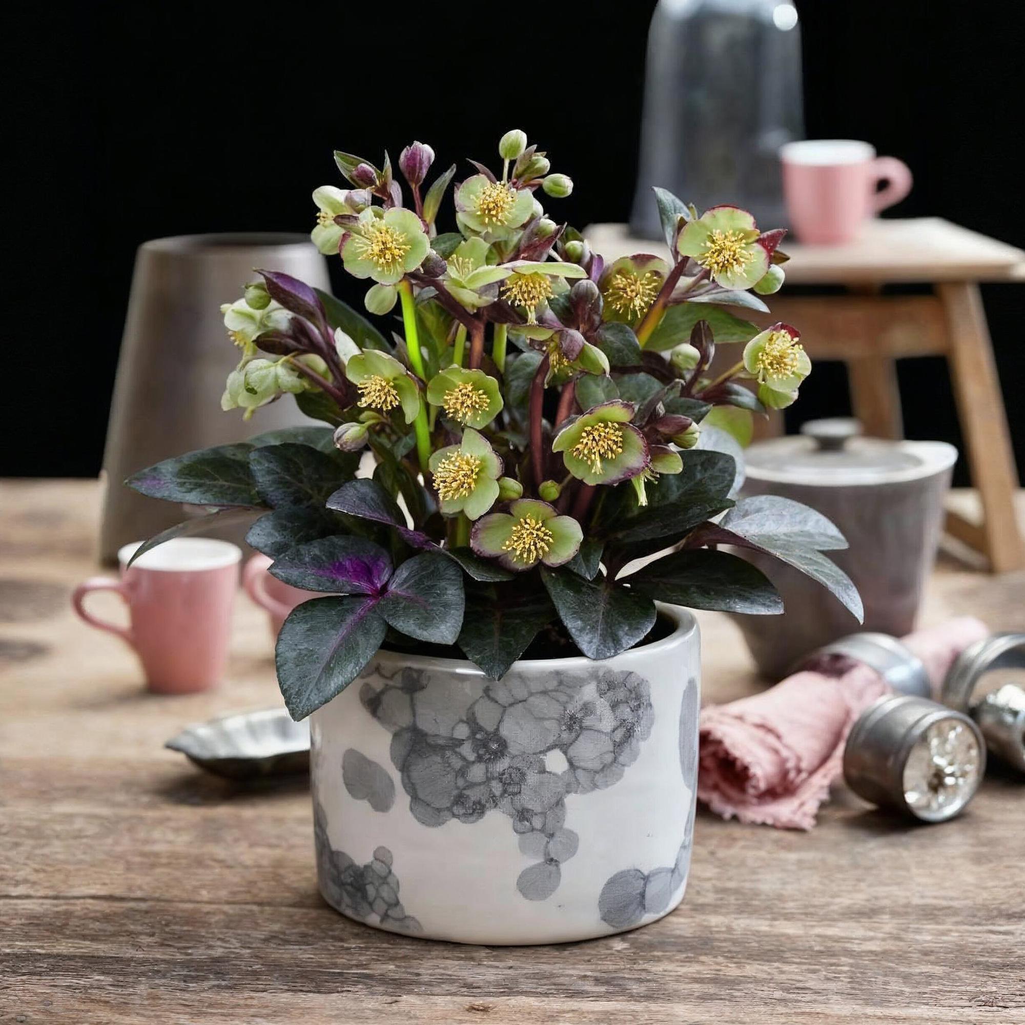 Lenten Rose - Helleborus lividus Purple Marble - Paarse Bloem -2 Planten - Groenblijvend - Pot 14cm Hoogte 35cm
