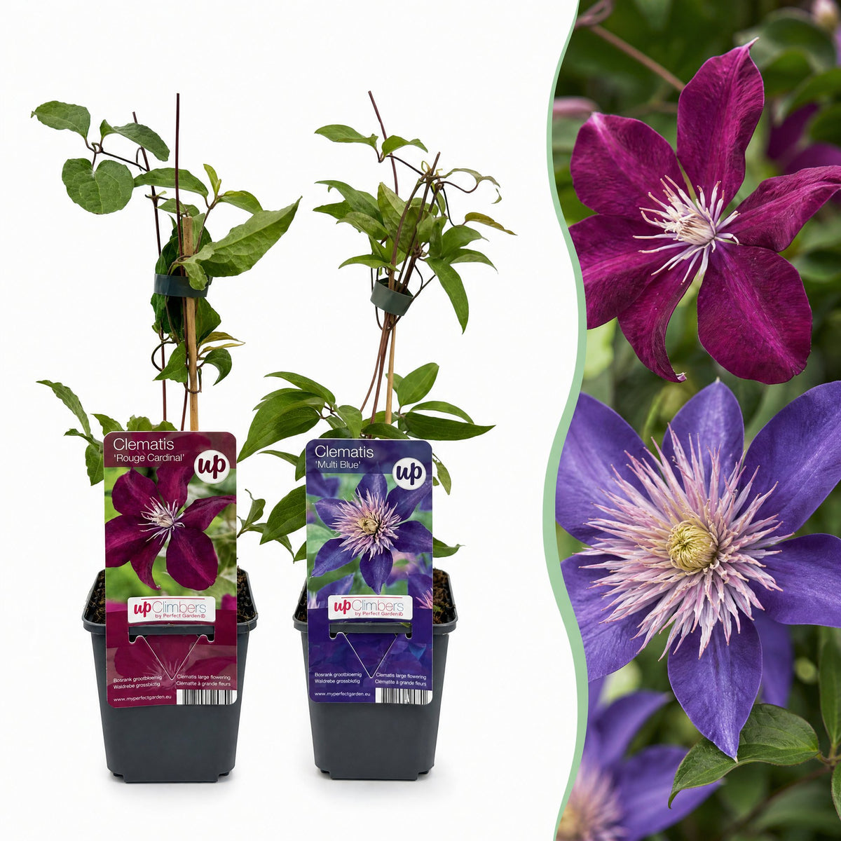 Clematis Duo Blue & Red - Bosrank Duo Blauw & Rood 12x - Blauw - Rood - Klimplant - Ø9cm - ↕35cm