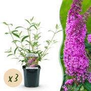 Buddleja davidii Pink Delight - Vlinderstruik - Winterhard - Roze - 3 Planten - Pot 17cm - Hoogte 45cm