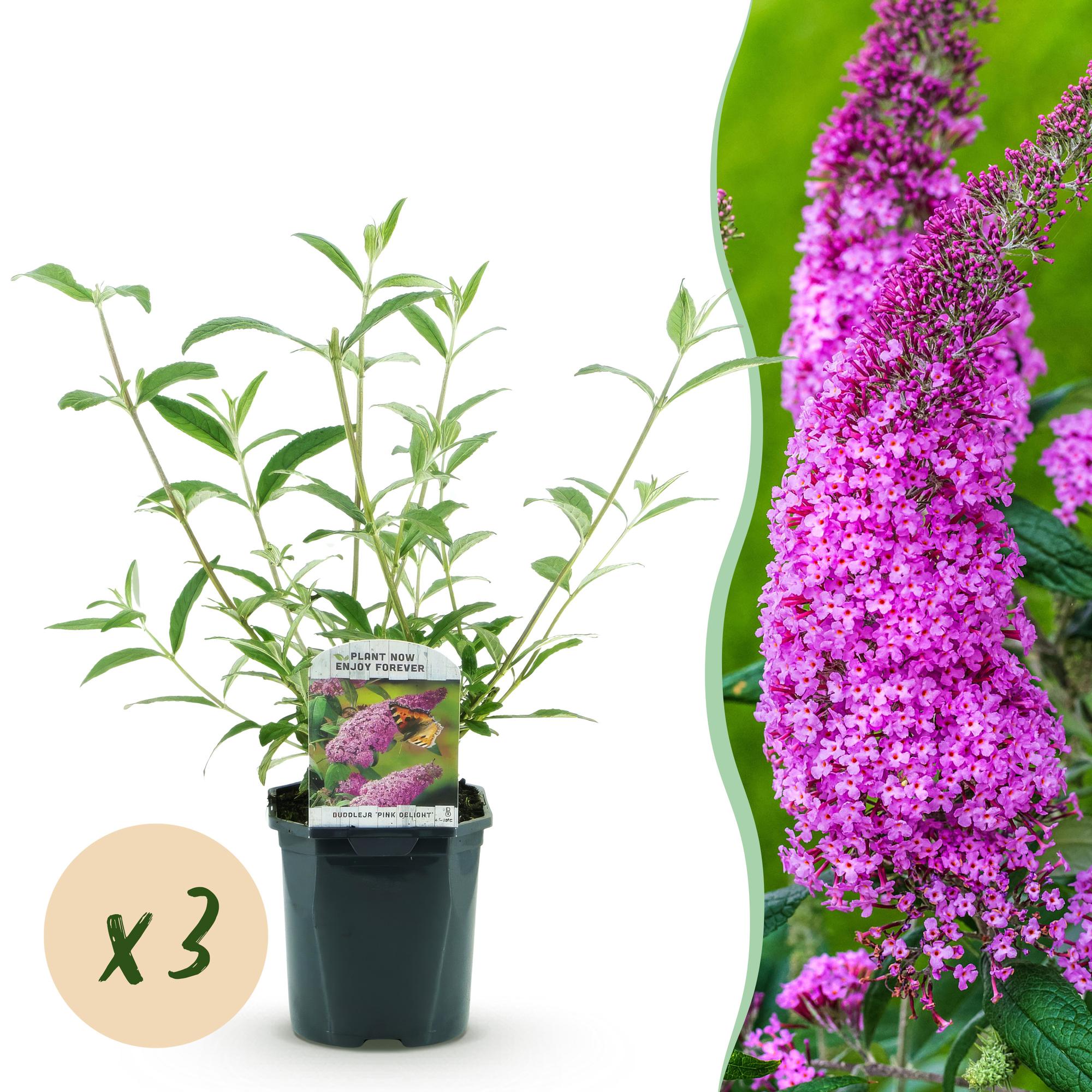 Buddleja davidii Pink Delight - Vlinderstruik - Winterhard - Roze - 3 Planten - Pot 17cm - Hoogte 45cm