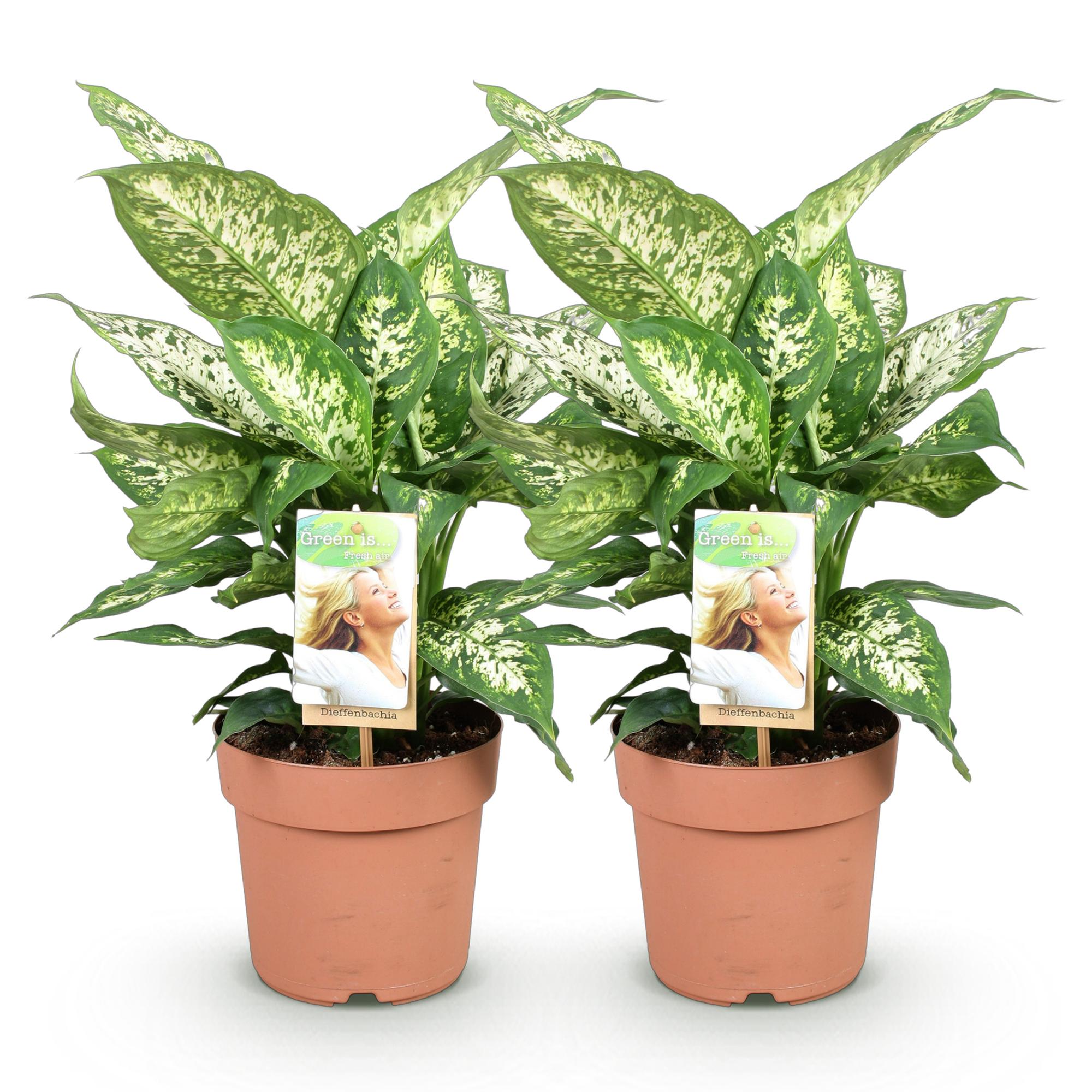 Diefenbachia Compacta - Weinig onderhoud - Groen - 2 Planten - Pot 17cm - Hoogte 45-50cm