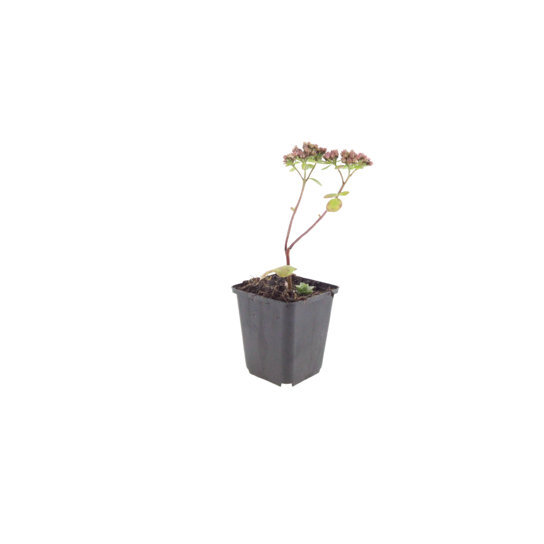 6x Sedum 'Matrona' - ↕10-25cm - Ø9cm
