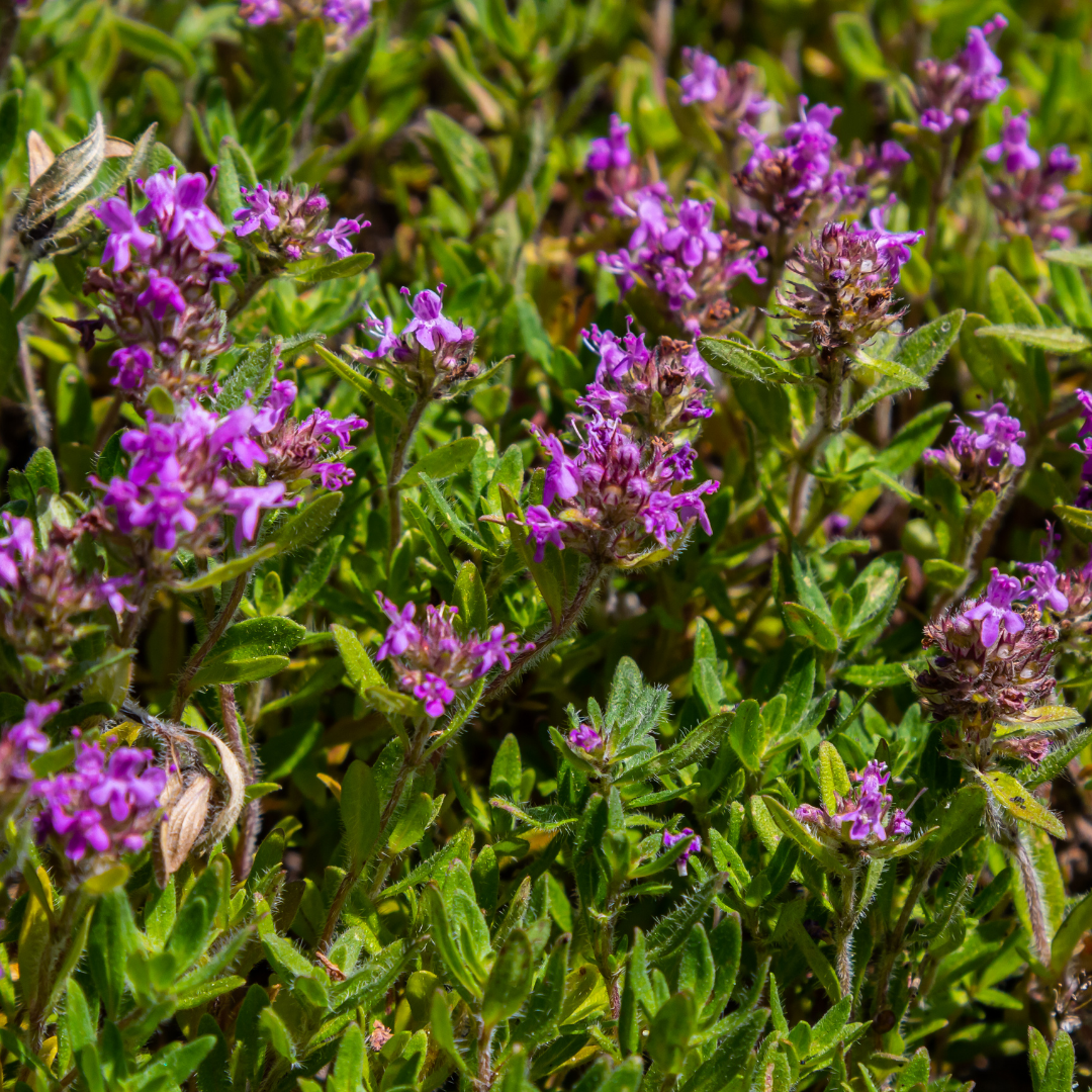 12x thymus serpyllum - ↕10-25cm - Ø9cm