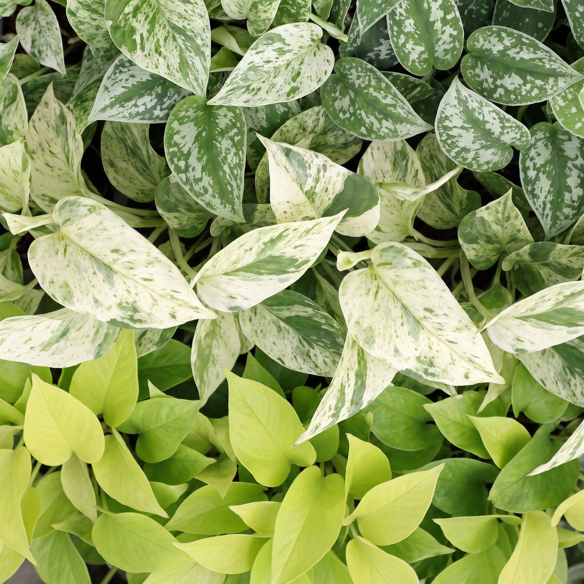 Epipremnum Tricolour 3x - Geel - Groen - Creme - Tropisch - incl. mand - Ø6cm - ↕20-25cm