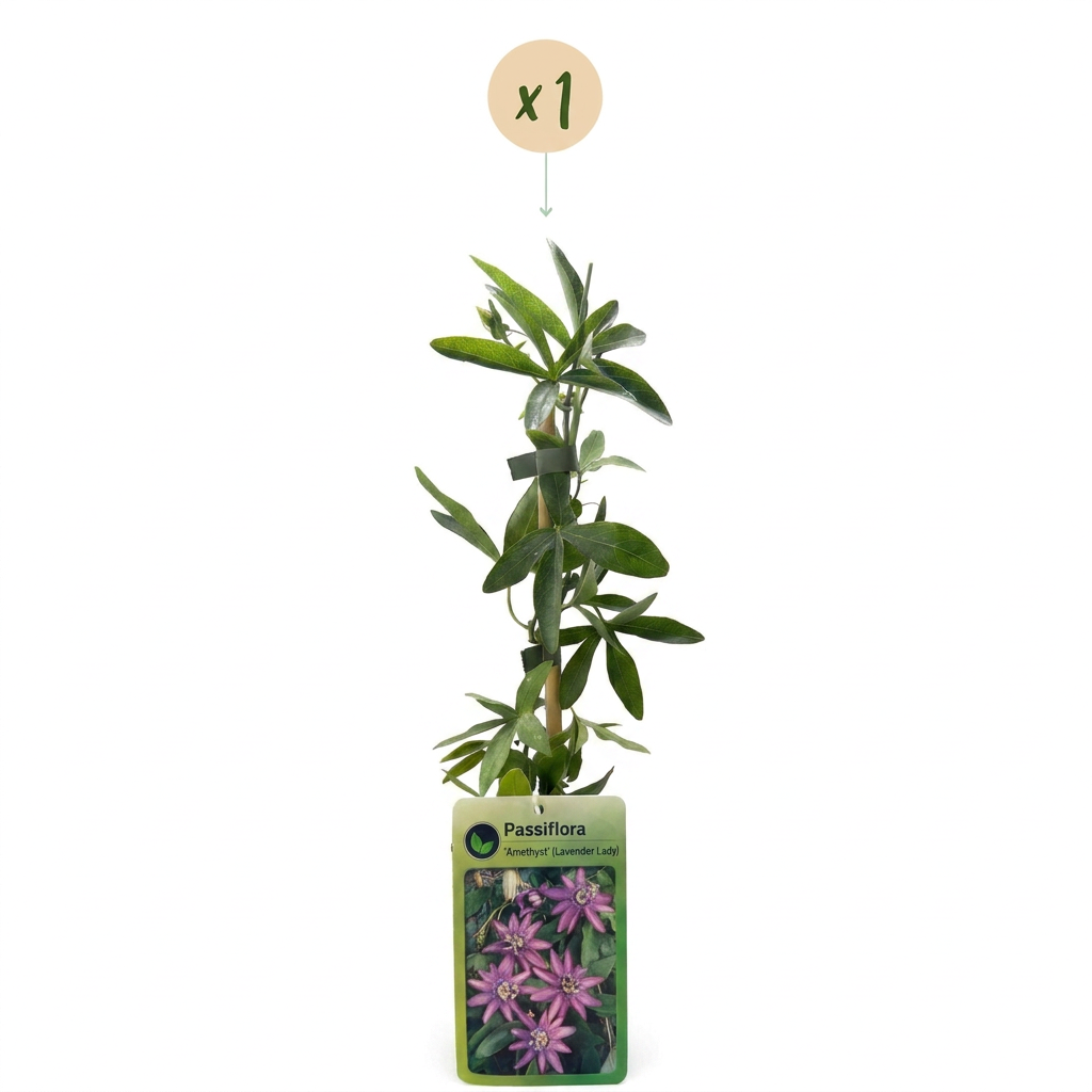 Passiflora Lavender Lady - Passiebloem Lavendel Dame - Paars - Klimplant - Ø9cm - ↕35cm