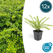 12x Lonicera lente. 'Maigrün' - ↕10-25cm - Ø9cm