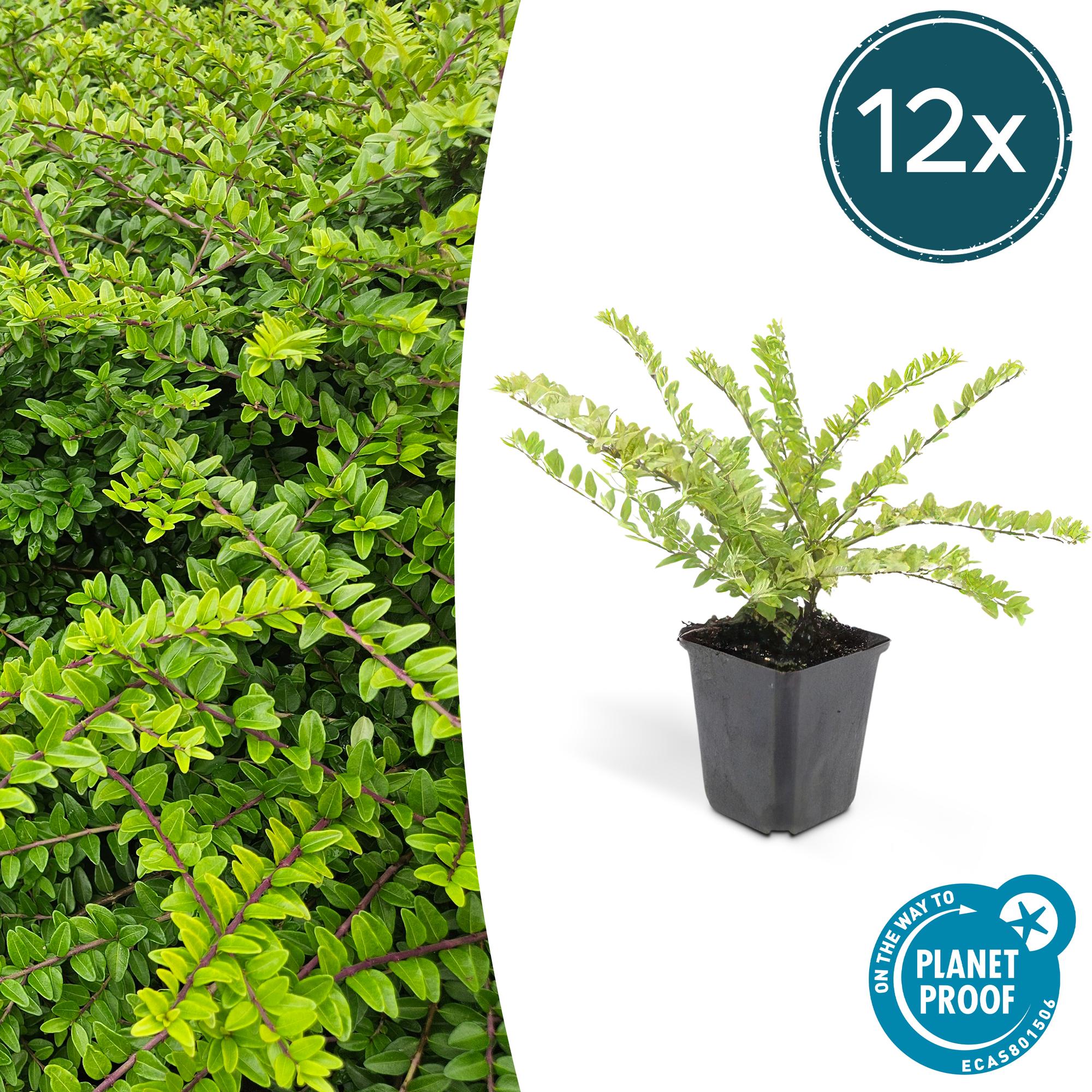 12x Lonicera lente. 'Maigrün' - ↕10-25cm - Ø9cm