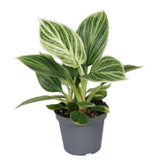 Philodendron White Measure - Groen - Wit - Tropisch - Ø6cm - ↕10cm