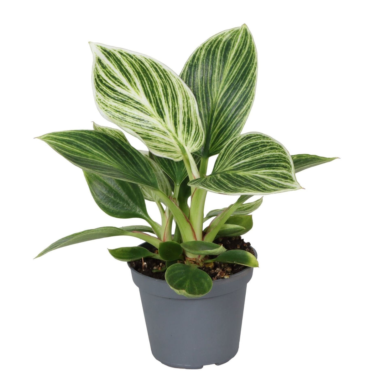 Philodendron White Measure - Groen - Wit - Tropisch - Ø6cm - ↕10cm