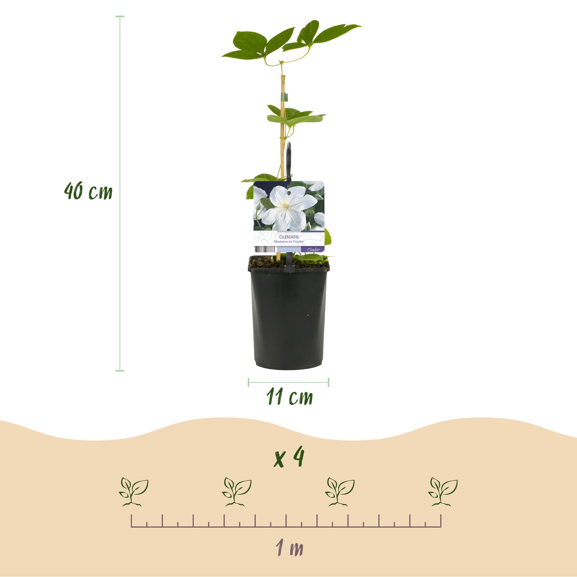 Clematis Madame Le Coultre - bloem wit - Weinig onderhoud -2 planten -  Pot 11cm Hoogte 40cm