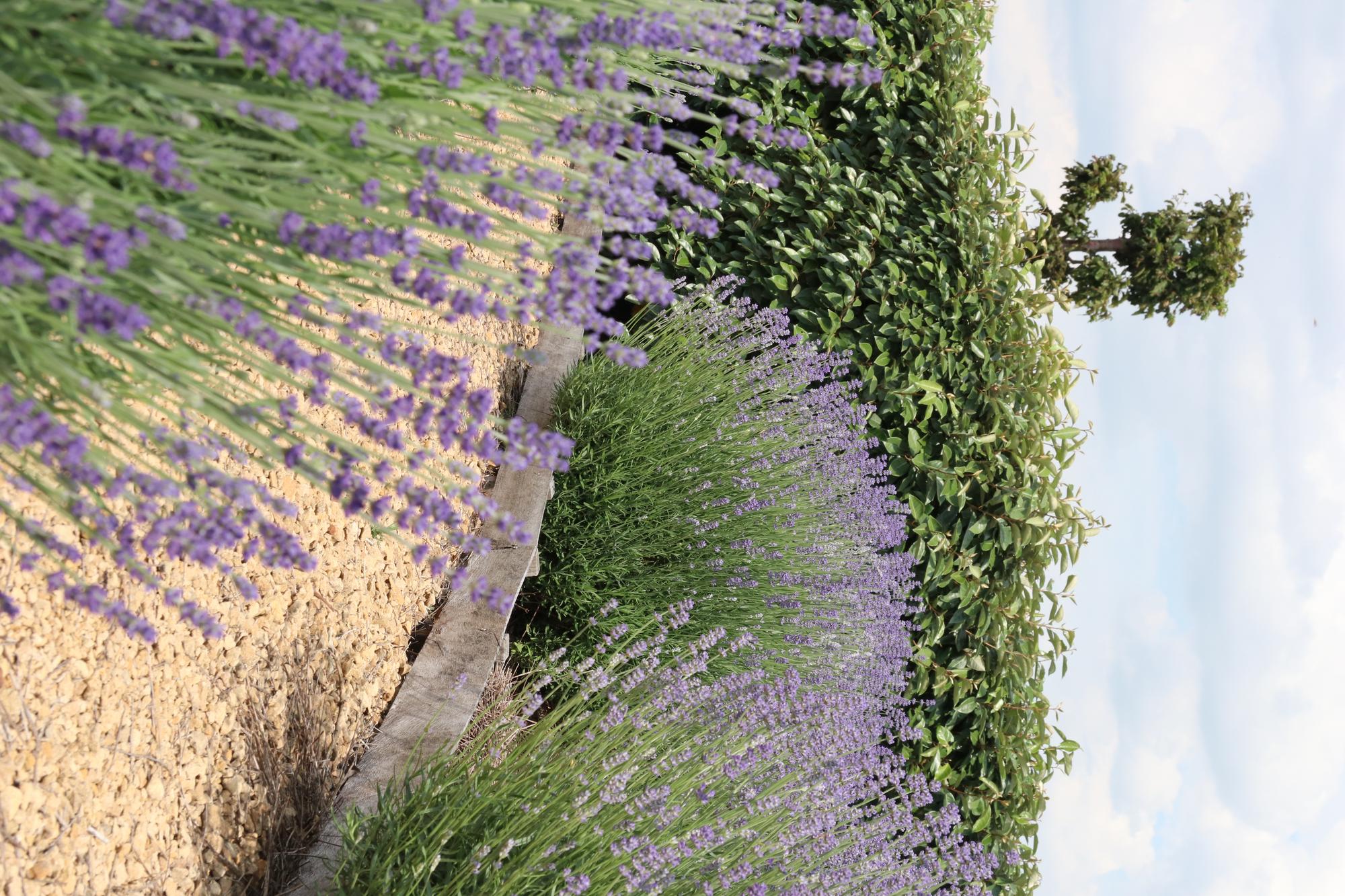 4x confezione da 6 Lavanda angustifolia - Ø7 cm - ↕15 cm