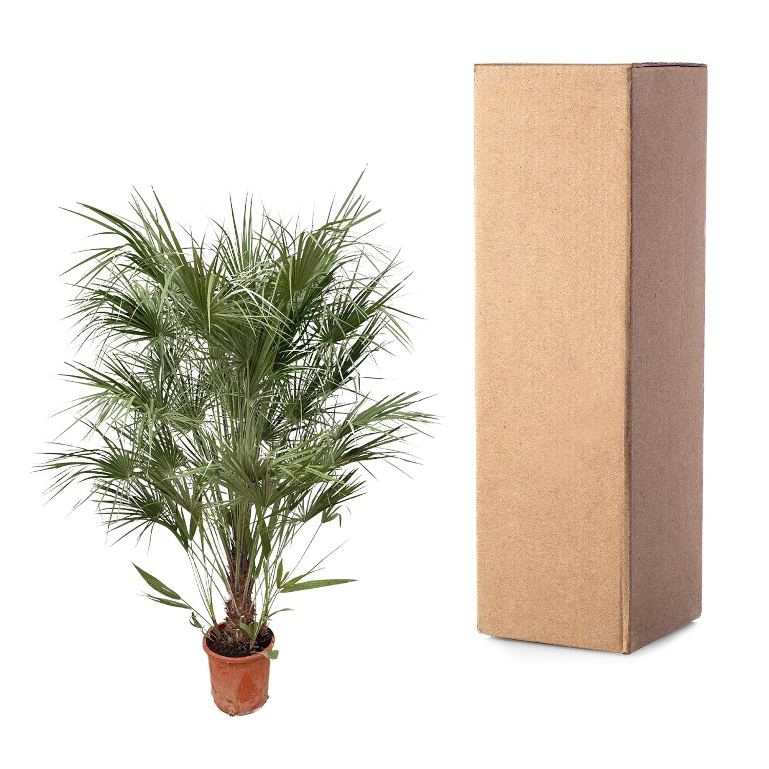 Chamaerops Humilis Strauch - 170 cm - Ø30