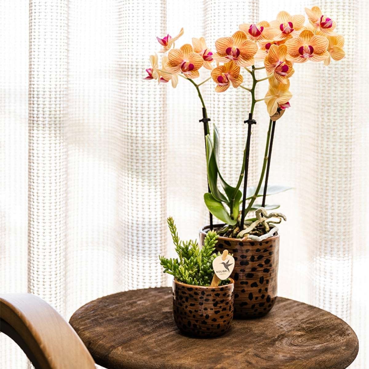 Kolibri Orchids | Combi Deal - 4 Oranje Phalaenopsis Orchideeën Mineral Jamaica - Ø9 cm