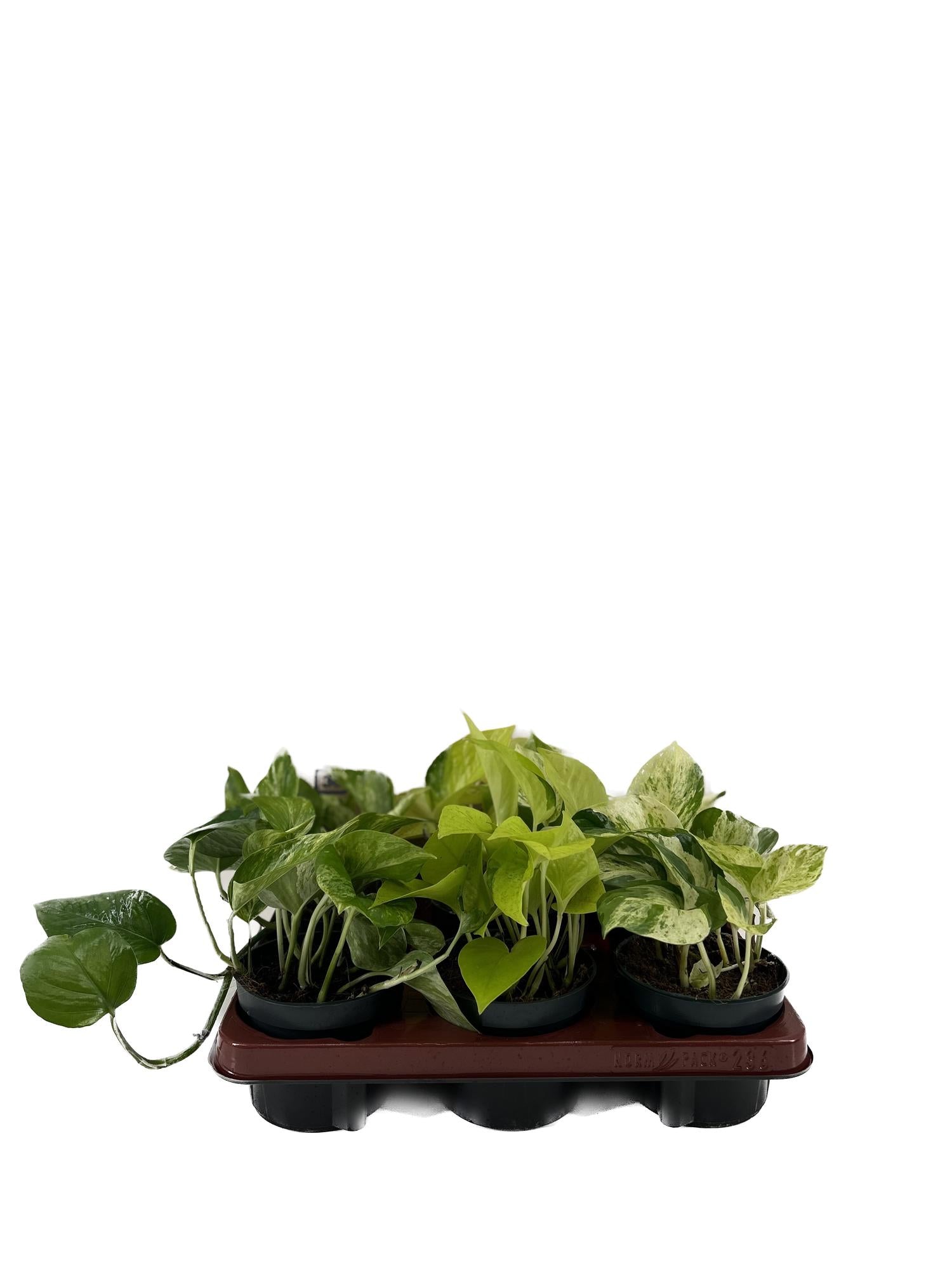 Epipremnum Mix - 6 pezzi - Ø12cm - ↕15cm
