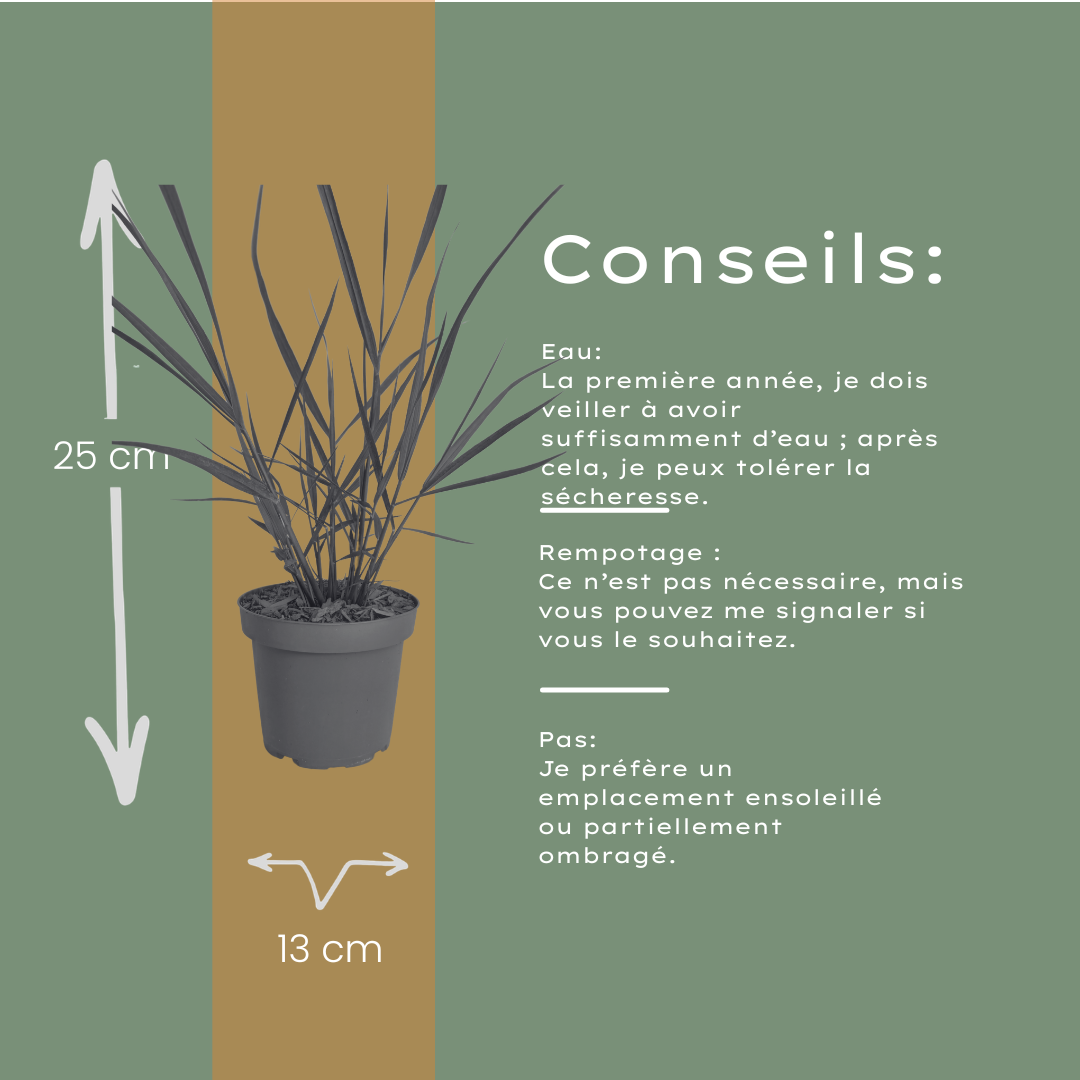 6x Panicum virgatum ‘Rotstrahlbusch’ – Siergras met warme herfstkleuren | Potmaat 12 cm